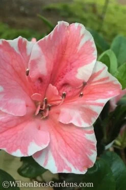 Garden Plants Shop 45 Autumn Sunburst Encore Azalea - 6 Pack Of 1 Gallon Pots