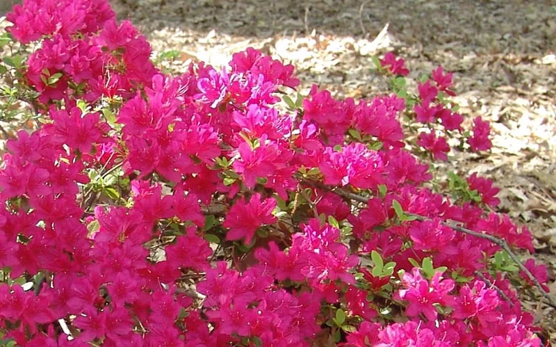 Autumn Sundance Encore Azalea - 3 Gallon Pot 6 Autumn Sundance Encore Azalea - 3 Gallon Pot - Image 4