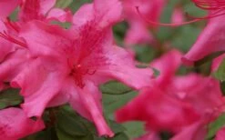 Autumn Sundance Encore Azalea - 3 Gallon Pot 11 Autumn Sundance Encore Azalea - 3 Gallon Pot -Garden Plants Shop Encore Azalea Autumn Sundance 51