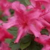 Autumn Sundance Encore Azalea - 3 Gallon Pot -Garden Plants Shop Encore Azalea Autumn Sundance Rev 500x750 1