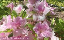 Autumn Sweetheart Encore Azalea - 3 Gallon Pot -Garden Plants Shop Encore Azalea Autumn Sweetheart 51 1