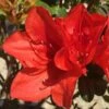 Autumn Bravo Encore Azalea - 3 Gallon Pot -Garden Plants Shop Encore Azalea Autumn UNKNOWN 2 500x750 2