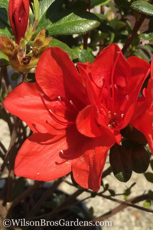 Autumn Bravo Encore Azalea - 3 Gallon Pot 3 Autumn Bravo Encore Azalea - 3 Gallon Pot