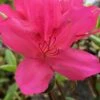 Autumn Carnival Encore Azalea - 3 Gallon Pot -Garden Plants Shop Encore Azalea Autumn UNKNOWN 4 500x750 1