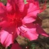 Autumn Sangria Encore Azalea - 3 Gallon Pot -Garden Plants Shop Encore Azalea Autumn UNKNOWN 500x750 2