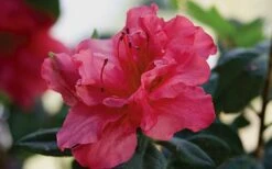 Autumn Rouge Encore Azalea - 6 Pack Of 1 Gallon Pots -Garden Plants Shop Encore Azalea Autumn20Rouge 1