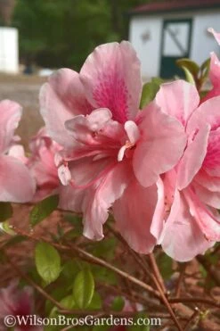 Autumn Belle Encore Azalea - 3 Gallon Pot -Garden Plants Shop Encore Azalea Belle 3 500x750 1