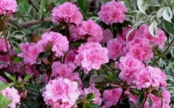 Autumn Carnation Encore Azalea - 2 Gallon Pot -Garden Plants Shop Encore Azalea Carnation 1 1