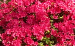 Autumn Cheer Encore Azalea - 6 Pack Of 1 Gallon Pots 9 Autumn Cheer Encore Azalea - 6 Pack Of 1 Gallon Pots -Garden Plants Shop Encore Azalea Cheer 1