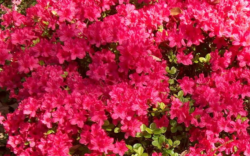 Autumn Cheer Encore Azalea - 6 Pack Of 1 Gallon Pots 6 Autumn Cheer Encore Azalea - 6 Pack Of 1 Gallon Pots - Image 4