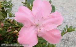 Autumn Debutante Encore Azalea - 3 Gallon Pot -Garden Plants Shop Encore Azalea Debutante 3 50