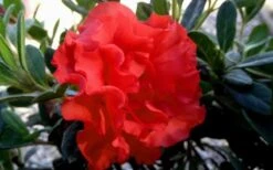 Autumn Embers Encore Azalea - 1 Gallon Pot -Garden Plants Shop Encore Azalea Embers 1