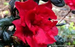 Autumn Fire Encore Azalea - 3 Gallon Pot -Garden Plants Shop Encore Azalea Fire