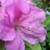 Autumn Lilac Encore Azalea - 3 Gallon Pot -Garden Plants Shop Encore Azalea Lilac 2 500x750 1
