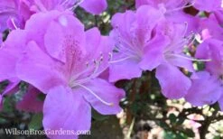 Autumn Lilac Encore Azalea - 3 Gallon Pot -Garden Plants Shop Encore Azalea Lilac 8