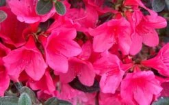 Autumn Ruby Encore Azalea - 6 Pack Of 1 Gallon Pots -Garden Plants Shop Encore Azalea Ruby
