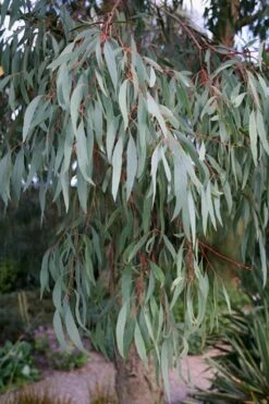 Angus Cold Hardy Eucalyptus Tree (Eucalyptus Nicholii) - 3 Gallon Pot -Garden Plants Shop Eucalyptus Angus 15 2