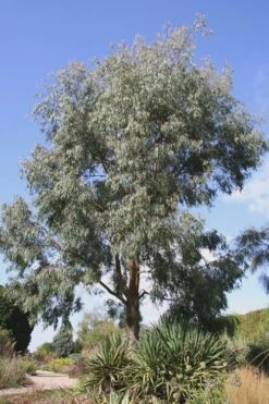 Angus Cold Hardy Eucalyptus Tree (Eucalyptus Nicholii) - 2 Gallon Pot -Garden Plants Shop Eucalyptus Angus 16