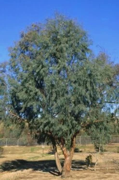 Angus Cold Hardy Eucalyptus Tree (Eucalyptus Nicholii) - 2 Gallon Pot -Garden Plants Shop Eucalyptus Angus 17