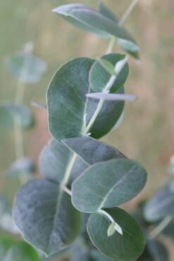 Big O Cold Hardy Eucalyptus Tree (Eucalyptus Neglecta) - 3 Gallon Pot -Garden Plants Shop Eucalyptus Big O 3 500x750 3