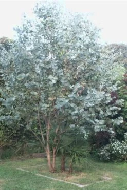 Big O Cold Hardy Eucalyptus Tree (Eucalyptus Neglecta) - 3 Gallon Pot -Garden Plants Shop Eucalyptus Big O 5 500x750 3