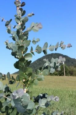 Big O Cold Hardy Eucalyptus Tree (Eucalyptus Neglecta) - 3 Gallon Pot -Garden Plants Shop Eucalyptus Big O Cold 2 500x750 3