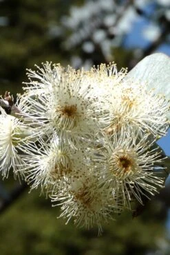 Bluey Cold Hardy Eucalyptus Tree (Eucalyptus Pulverulenta) - 2 Gallon Pot -Garden Plants Shop Eucalyptus Bluey 6 2