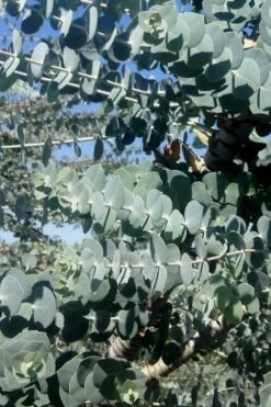 Bluey Cold Hardy Eucalyptus Tree (Eucalyptus Pulverulenta) - 2 Gallon Pot -Garden Plants Shop Eucalyptus Bluey 8 2