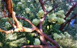 Funky Monkey Cold Hardy Eucalyptus Tree (Eucalyptus Parvula) - 5 Gallon Pot -Garden Plants Shop Eucalyptus Funky Monkey Branches