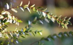 Funky Monkey Cold Hardy Eucalyptus Tree (Eucalyptus Parvula) - 5 Gallon Pot -Garden Plants Shop Eucalyptus Funky Monkey Leaves