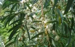 Funky Monkey Cold Hardy Eucalyptus Tree (Eucalyptus Parvula) - 5 Gallon Pot -Garden Plants Shop Eucalyptus Funky Monkey Leaves Mature