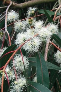 Jersey Girl Cold Hardy Eucalyptus Tree (Eucalyptus Macarthurii) - 3 Gallon Pot -Garden Plants Shop Eucalyptus Jersey Girl 1