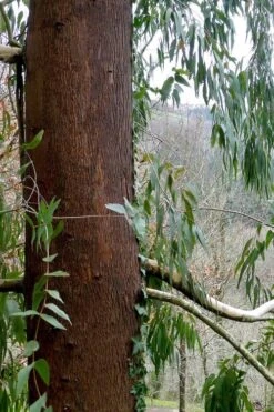 Jersey Girl Cold Hardy Eucalyptus Tree (Eucalyptus Macarthurii) - 3 Gallon Pot -Garden Plants Shop Eucalyptus Jersey Girl 2