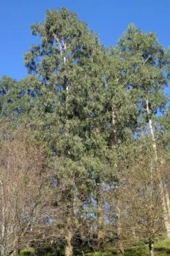 Jersey Girl Cold Hardy Eucalyptus Tree (Eucalyptus Macarthurii) - 3 Gallon Pot -Garden Plants Shop Eucalyptus Jersey Girl 3