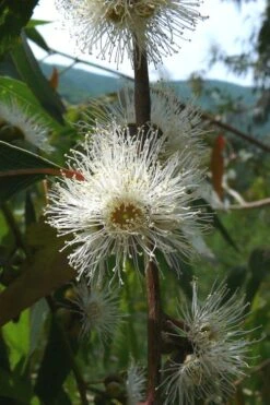 Jersey Girl Cold Hardy Eucalyptus Tree (Eucalyptus Macarthurii) - 3 Gallon Pot -Garden Plants Shop Eucalyptus Jersey Girl 4