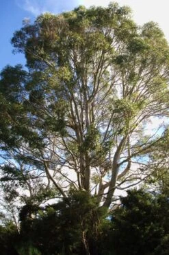 Jersey Girl Cold Hardy Eucalyptus Tree (Eucalyptus Macarthurii) - 3 Gallon Pot -Garden Plants Shop Eucalyptus Jersey Girl 6