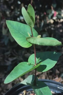 Jersey Girl Cold Hardy Eucalyptus Tree (Eucalyptus Macarthurii) - 3 Gallon Pot -Garden Plants Shop Eucalyptus Jersey Girl 7
