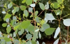Lucky Country Cold Hardy Eucalyptus Tree (Eucalyptus Camphora) - 3 Gallon Pot -Garden Plants Shop Eucalyptus Lucky Country 1 1