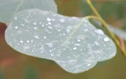 Lucky Country Cold Hardy Eucalyptus Tree (Eucalyptus Camphora) - 3 Gallon Pot -Garden Plants Shop Eucalyptus Lucky Country 3 1