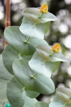 Luna Cold Hardy Eucalyptus Tree (Eucalyptus Perriniana) - 2 Gallon Pot 10 Luna Cold Hardy Eucalyptus Tree (Eucalyptus Perriniana) - 2 Gallon Pot -Garden Plants Shop Eucalyptus Luna 1 1