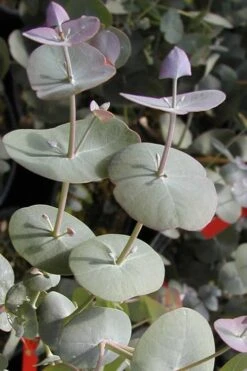 Luna Cold Hardy Eucalyptus Tree (Eucalyptus Perriniana) - 1 Gallon Pot -Garden Plants Shop Eucalyptus Luna 13