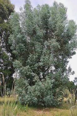 Luna Cold Hardy Eucalyptus Tree (Eucalyptus Perriniana) - 2 Gallon Pot 11 Luna Cold Hardy Eucalyptus Tree (Eucalyptus Perriniana) - 2 Gallon Pot -Garden Plants Shop Eucalyptus Luna 5 1