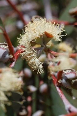 Luna Cold Hardy Eucalyptus Tree (Eucalyptus Perriniana) - 2 Gallon Pot 12 Luna Cold Hardy Eucalyptus Tree (Eucalyptus Perriniana) - 2 Gallon Pot -Garden Plants Shop Eucalyptus Luna 6 1