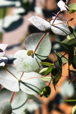 Maggie Cold Hardy Eucalyptus Tree (Eucalyptus Nova Anglica) - 2 Gallon Pot -Garden Plants Shop Eucalyptus Maggie 10 1