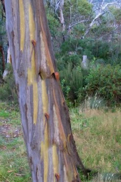 Sheila Cold Hardy Eucalyptus Tree (Eucalyptus Stellulata) - 3 Gallon Pot -Garden Plants Shop Eucalyptus Sheila 10 1