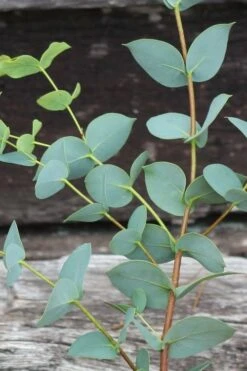 Sheila Cold Hardy Eucalyptus Tree (Eucalyptus Stellulata) - 3 Gallon Pot -Garden Plants Shop Eucalyptus Sheila 2 1
