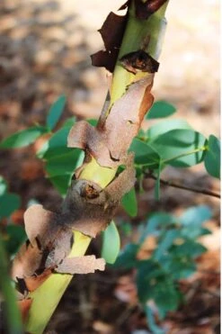 Sheila Cold Hardy Eucalyptus Tree (Eucalyptus Stellulata) - 6 Pack Of 1 Gallon Pots -Garden Plants Shop Eucalyptus Sheila 9