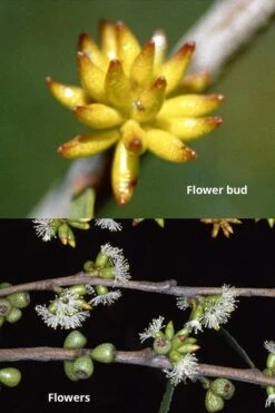 Skinny Minny Hardy Eucalyptus Tree (Eucalyptus Moorei) - 3 Quart Pot -Garden Plants Shop Eucalyptus Skinny Minny 1