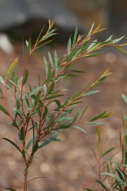 Skinny Minny Hardy Eucalyptus Tree (Eucalyptus Moorei) - 3 Quart Pot -Garden Plants Shop Eucalyptus Skinny Minny 2