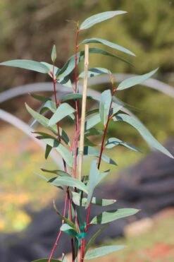 Snow Day Cold Hardy Eucalyptus Tree (Eucalyptus Gregsoniana) - 1 Gallon Pot -Garden Plants Shop Eucalyptus Snow Day 1